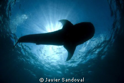 whale shark siluete by Javier Sandoval 